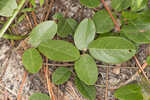 Eastern milkpea